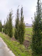 Te koop Carpinus betulus fastigiata., Tuin en Terras, Ophalen, Volle zon, Overige soorten
