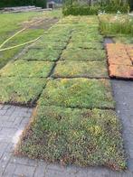 Sedum matten vergroen uw tuin of dak