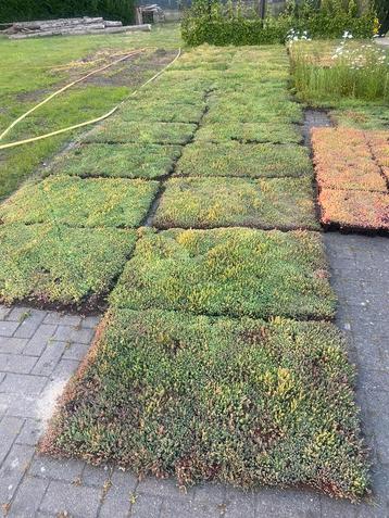 Sedum matten vergroen uw tuin of dak beschikbaar voor biedingen