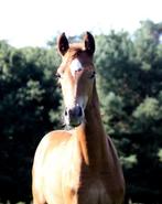 Bloedmooi merrie veulen uit top Stam  te koop, Dieren en Toebehoren, Paarden, Merrie, Niet van toepassing, Dressuurpaard, 0 tot 2 jaar