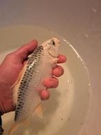 Mooi gezonde koi., Dieren en Toebehoren, Vissen | Vijvervissen, Karper of Koi