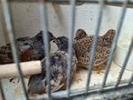 Jonge chinese dwergkwartels, Meerdere dieren, Tropenvogel