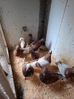 Vinkduiven in diverse kleuren, Dieren en Toebehoren, Vogels | Duiven, Meerdere dieren, Overige soorten