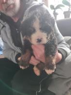 Berner sennen pups, Overige rassen, 8 tot 15 weken, Parvo, Meerdere