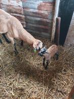 Haar schapen nolanamaasduinen blackbelly net geboren stellen, Dieren en Toebehoren, Schapen, Geiten en Varkens, Meerdere dieren