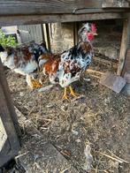 2 bloem hanen, Dieren en Toebehoren, Pluimvee, Mannelijk, Kip