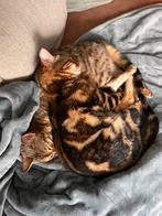 Bengaal kruising, Dieren en Toebehoren, Katten en Kittens | Overige Katten, Meerdere dieren