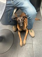 Mechelse herder, 15 weken tot 1 jaar, CDV (hondenziekte), Teef, Eén hond