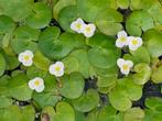 Gezocht Hydrocharis morsus-ranae, Ophalen of Verzenden, Nieuw