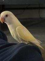 Agepornis, Dieren en Toebehoren, Vogels | Parkieten en Papegaaien, Mannelijk, Dwergpapegaai of Agapornis, Geringd