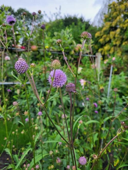 Zaden Succisa pratensis, Tuin en Terras, Bloembollen en Zaden, Volle zon, Verzenden