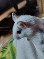 Mannetjes hamster, Dieren en Toebehoren, Knaagdieren, Hamster, Mannelijk, Juli, Tam