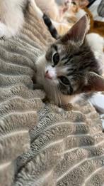 Kittens te koop, Dieren en Toebehoren, Katten en Kittens | Raskatten | Korthaar, Poes