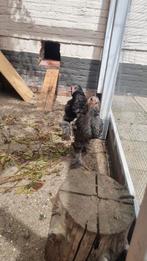 2 tamme kruising legkipXbrahma kuikens, Dieren en Toebehoren, Pluimvee, Geslacht onbekend, Kip