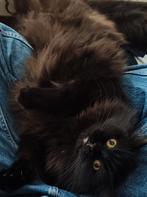 Pers/britsekorthaar, Dieren en Toebehoren