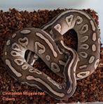 Cinnamon Mojave Ball Python/Koningspython, Dieren en Toebehoren, Slang, Tam, 3 tot 6 jaar