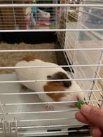 Cavia’s met verblijf kooi, Dieren en Toebehoren, Knaagdieren, Cavia, April, Vrouwelijk, Tam