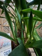Yucca – 80 cm, Ophalen, Overige soorten, Volle zon