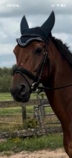 Hoofdstel full / paard, Dieren en Toebehoren, Verzenden, Gebruikt, Dressuur
