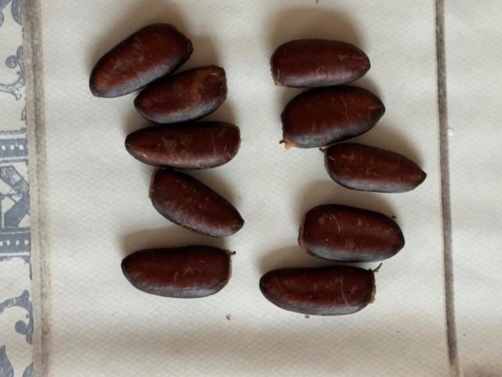 Pawpaw zaden A.T. Susquehanna, Tuin en Terras, Bloembollen en Zaden, Zaad, Voorjaar, Halfschaduw, Ophalen of Verzenden