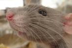 Tamme ratjes in Assen., Rat, Januari, Meerdere dieren, Tam