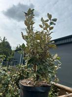 Olijfwilg - Elaeagnus ebbingei. Groenblijvend, Volle zon, Vaste plant, Herfst, Ophalen