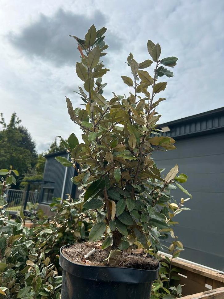 Olijfwilg - Elaeagnus ebbingei. Groenblijvend, Tuin en Terras, Planten | Tuinplanten, Vaste plant, Overige soorten, Volle zon