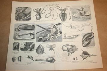 Antieke prent - Mollusken [Weekdieren] - Circa 1885 !! beschikbaar voor biedingen
