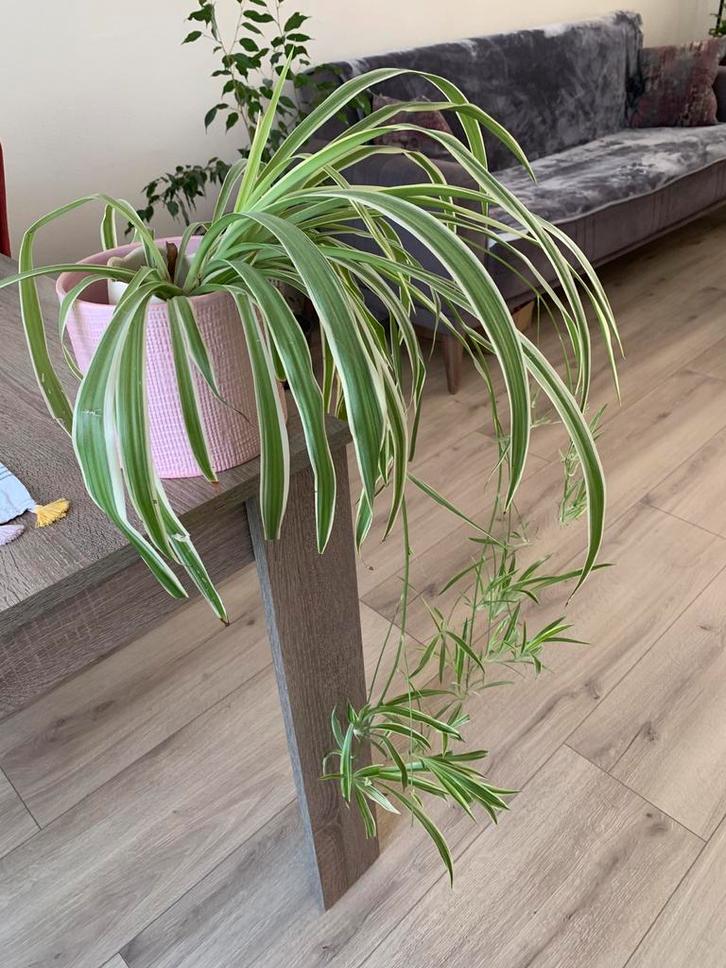 Clorophytum Comosum (Kamerplant), Huis en Inrichting, Kamerplanten, Overige soorten, Minder dan 100 cm, Groene kamerplant, Halfschaduw