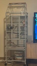 2 papegaaien en een kooi van 150 cm, Dieren en Toebehoren, Ophalen of Verzenden, Metaal, Vogelkooi