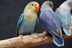 Agapornis | Fischeri |Lovebird | mooie kleuren, Meerdere dieren, Dwergpapegaai of Agapornis