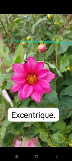 Dahlia knollen, Ophalen of Verzenden, Voorjaar, Volle zon, Knol
