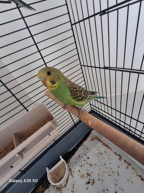 Jonge Grasparkieten, Dieren en Toebehoren, Vogels | Parkieten en Papegaaien, Parkiet, Meerdere dieren