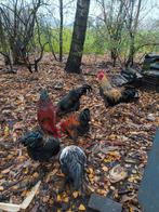 9 Grote Fokhanen, Dieren en Toebehoren, Pluimvee, Mannelijk, Kip