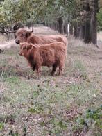 Te koop 2 Schotse Hooglander Stiertjes, Dieren en Toebehoren, Mannelijk, 0 tot 2 jaar