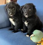 Golden retriever/ Australië shepherd pups, Dieren en Toebehoren, Honden | Niet-rashonden, 8 tot 15 weken, Groot, CDV (hondenziekte)