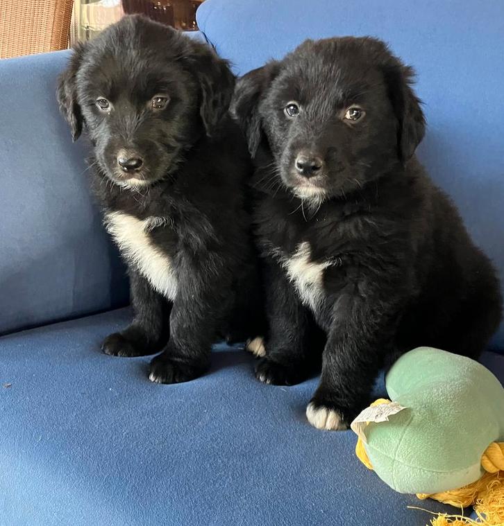 Golden retriever/ Australië shepherd pups, Dieren en Toebehoren, Honden | Niet-rashonden, Groot, Meerdere dieren, Fokker | Hobbymatig