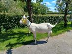 Gezocht witte melkgeit, Dieren en Toebehoren, Vrouwelijk, Geit