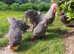 3 leghorn hennen, Dieren en Toebehoren, Vrouwelijk, Kip