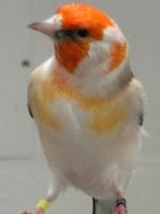 Putters, Mannelijk, Wildzangvogel, Geringd