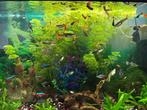 Jonge guppen 10 voor €5, Dieren en Toebehoren, Vissen | Aquariumvissen, Vis