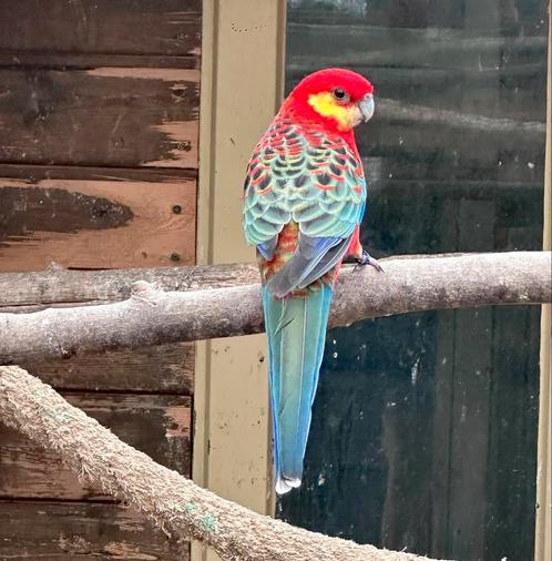 Stanley rosella, Dieren en Toebehoren, Vogels | Parkieten en Papegaaien, Parkiet, Mannelijk