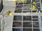 Zeil voor terras of overkapping, Tuin en Terras, Overige Tuin en Terras, Ophalen, Gebruikt