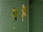 Pruimekop, Dieren en Toebehoren, Vogels | Parkieten en Papegaaien, Meerdere dieren, Papegaai, Geringd