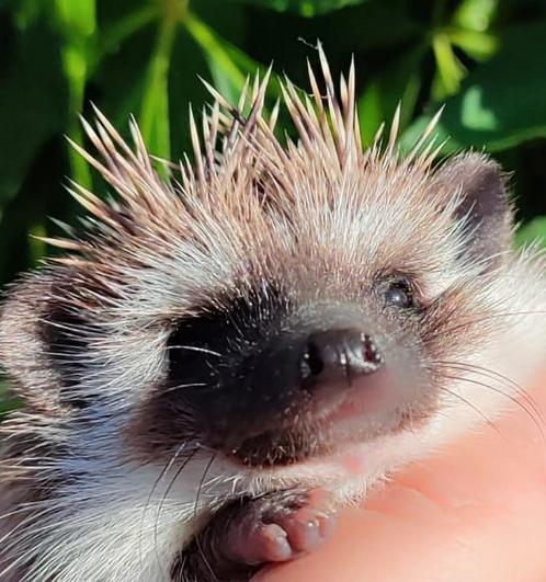 Witbuikegel/Algerijnse Egel/Algerian Hedgehog/Egel, Dieren en Toebehoren, Overige Dieren, Vrouwelijk, Voor 1 juli 2024
