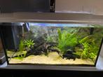 aquarium 80 cm met toebehoren, Ophalen, Gebruikt, Gevuld zoetwateraquarium