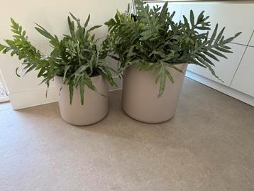 ELHO Pure Cilinder Wheels Bloempot 50 (zonder plant) beschikbaar voor biedingen