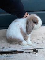 Prachtige raszuivere jonge minilop ram beschikbaar!, Dieren en Toebehoren, Konijnen, Mannelijk, Dwerg, Hangoor, 0 tot 2 jaar