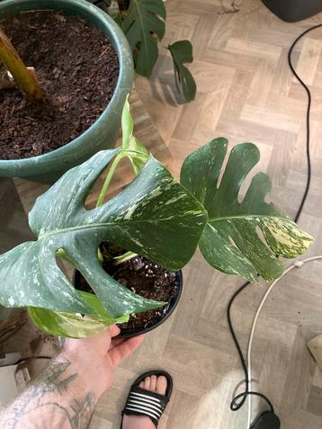 Monstera albo small form beschikbaar voor biedingen