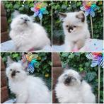 Traditional Ragdoll van geteste ouders, Meerdere dieren, Gechipt, 0 tot 2 jaar